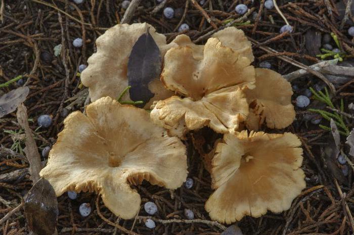 Která houba tvoří mykorhizu