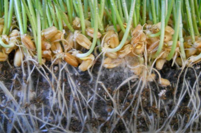 Mycorrhiza root