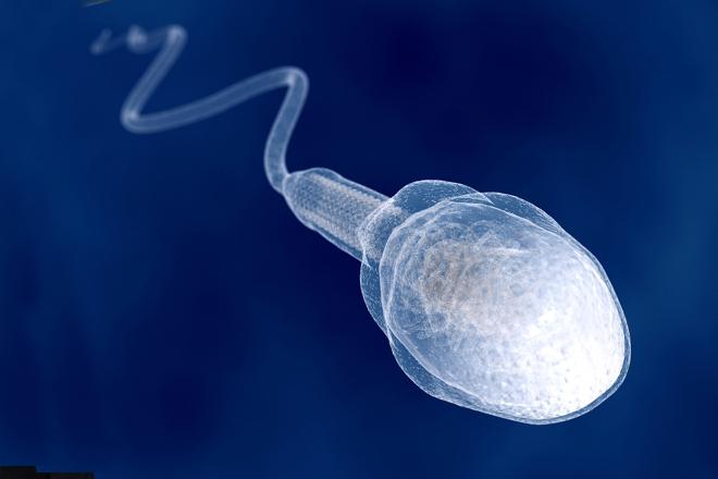 samčí spermie