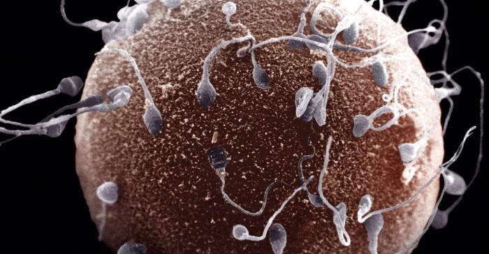 composizione di proteine ​​spermatiche