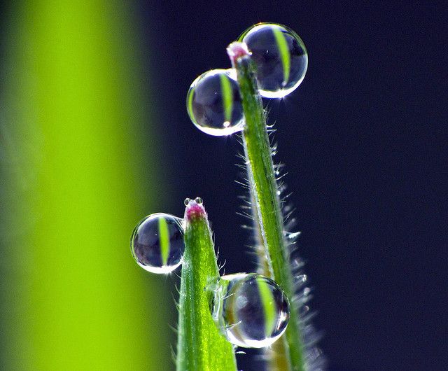 Transpirace rostlin