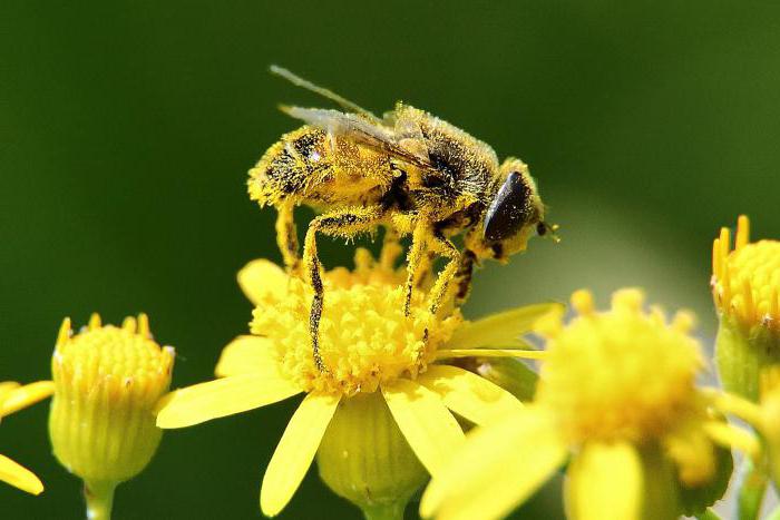 Dnevna doza zdravlja – Upoznajte pčelinje proizvode