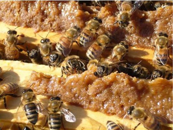 proprietà utili di polline d'api come prendere
