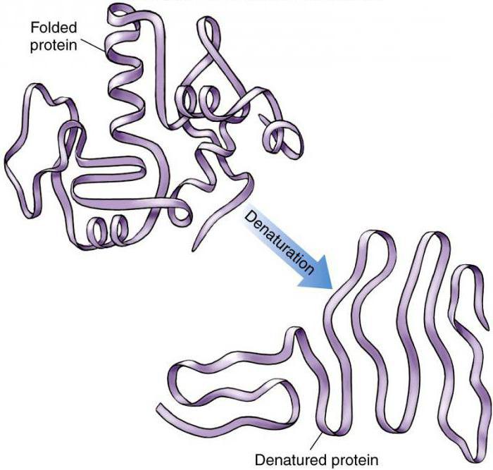 reverzibilna denaturacija proteina