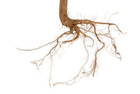 struktura root root