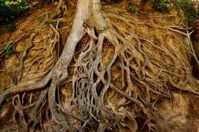 Vrste korijena