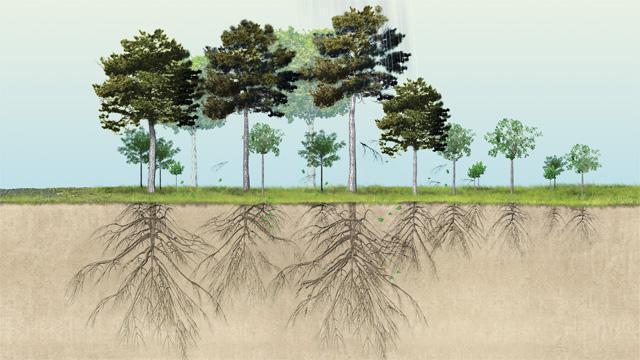 biološko strukturo korenin
