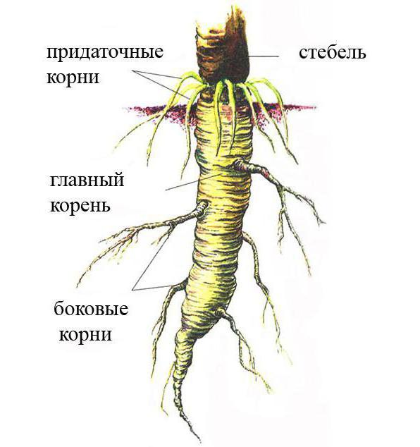 външна структура на корена