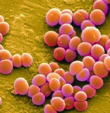 Staphylococcus (specie)