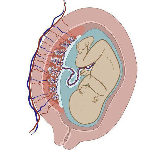 placenta dopo il parto