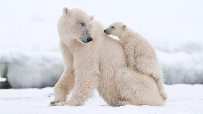 Zašto polarni medvjedi ne jedu pingvine: odgovor