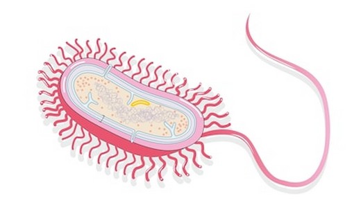 Прокариотска ћелија