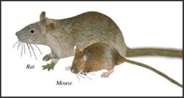 Koja je razlika između miševa i štakora