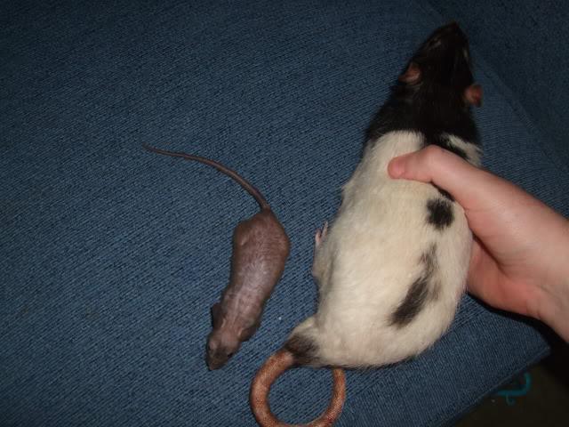 usporedba miša i štakora