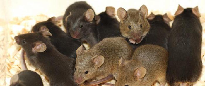tipovi miševa