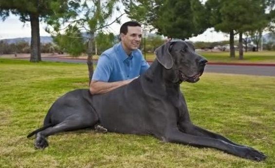 la più grande razza di cane