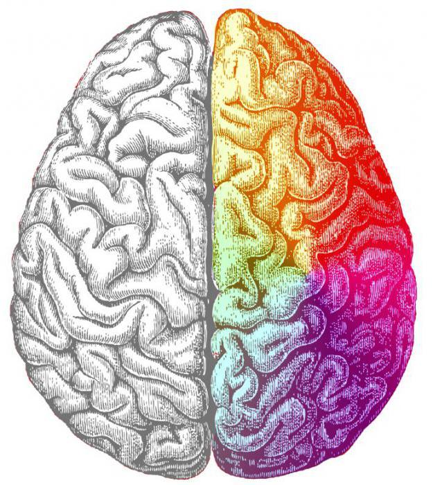 levý mozek