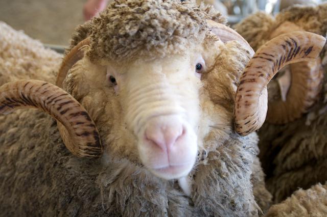 la razza di pecore più comune in Australia
