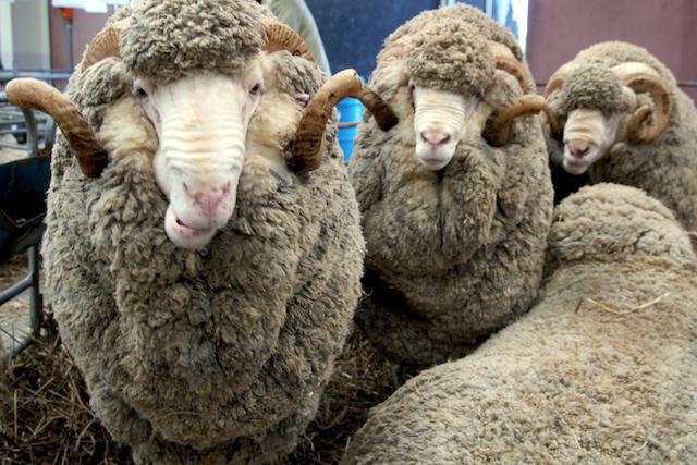 Nejčastějším plemenem ovcí v Austrálii je jméno