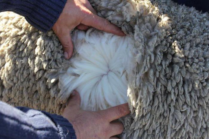 nejběžnější plemeno ovcí v Austrálii