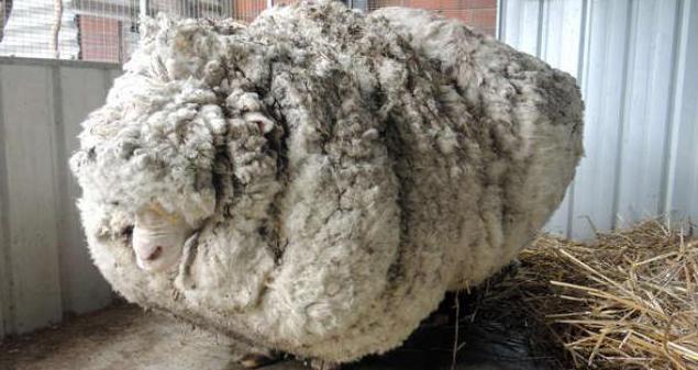 najczęstsza rasa owiec w opisie Australii