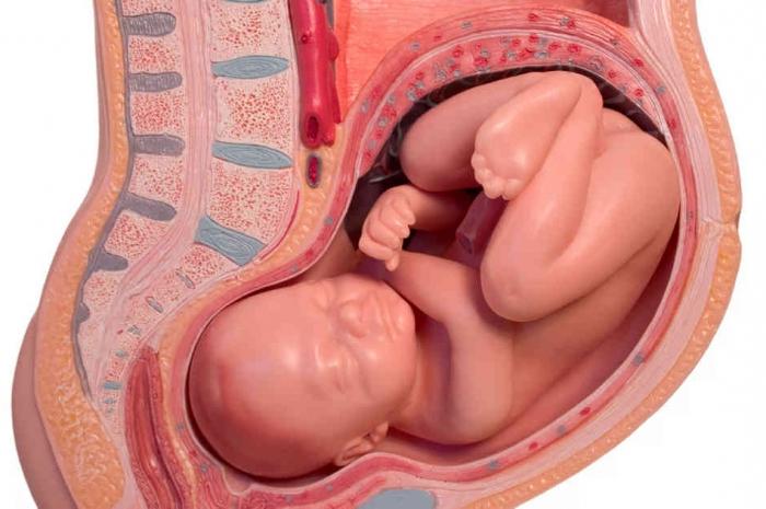 come appare la placenta