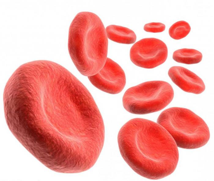 míra hemoglobinu v krvi