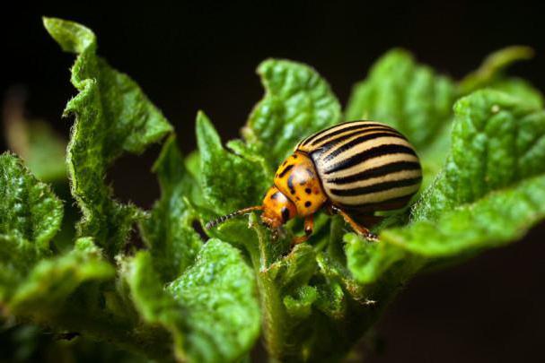 роля в природата на насекомите