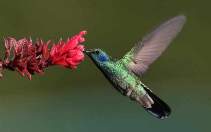 Najmniejsza na świecie fotografia ptaków