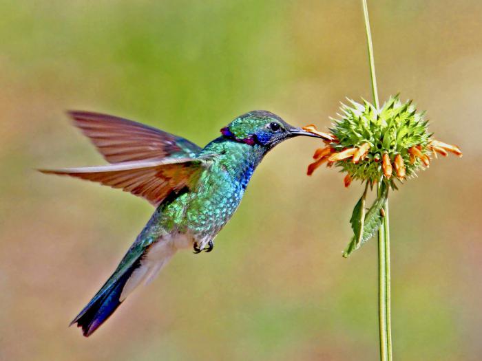 kolibřík je nejmenším ptákem na světě