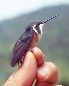 jaki jest najmniejszy ptak na świecie