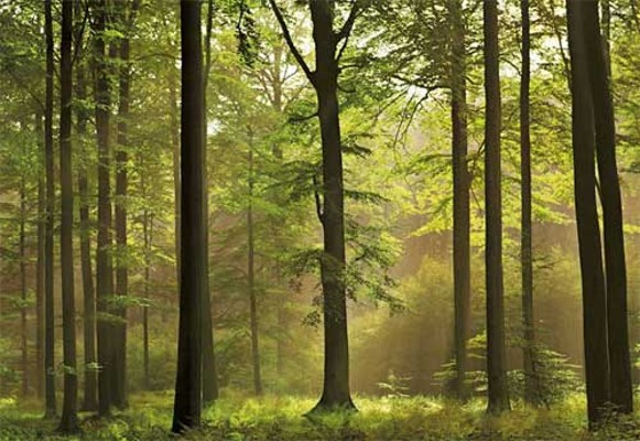 Charakteristiky tvorby půdy v lesní stepi