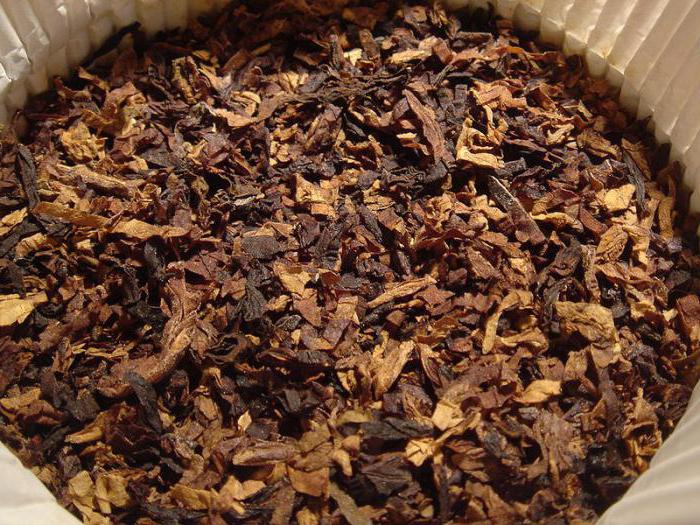 foto della pianta del tabacco
