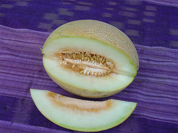 benefici del melone durante la gravidanza