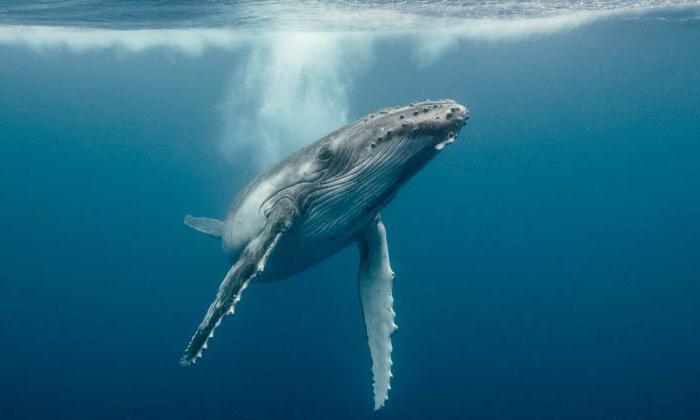 tłuszcz wieloryba