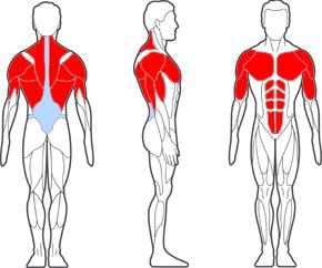 jakie mięśnie działają podczas podnoszenia