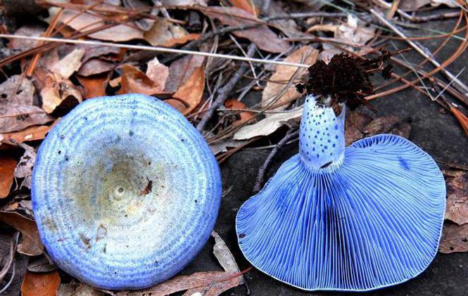 Печурке резати плаво