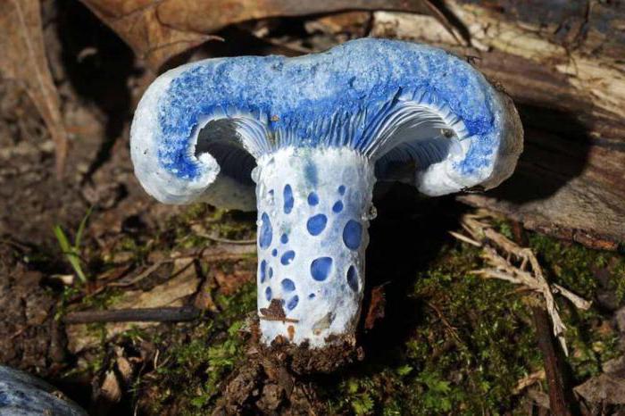 Funghi che sono blu sulla foto tagliata