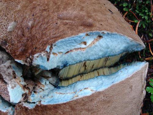 Il fungo sembra un blu bianco sul taglio