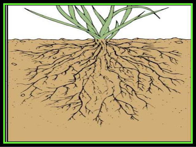 jaké rostliny mají vláknitý kořenový systém