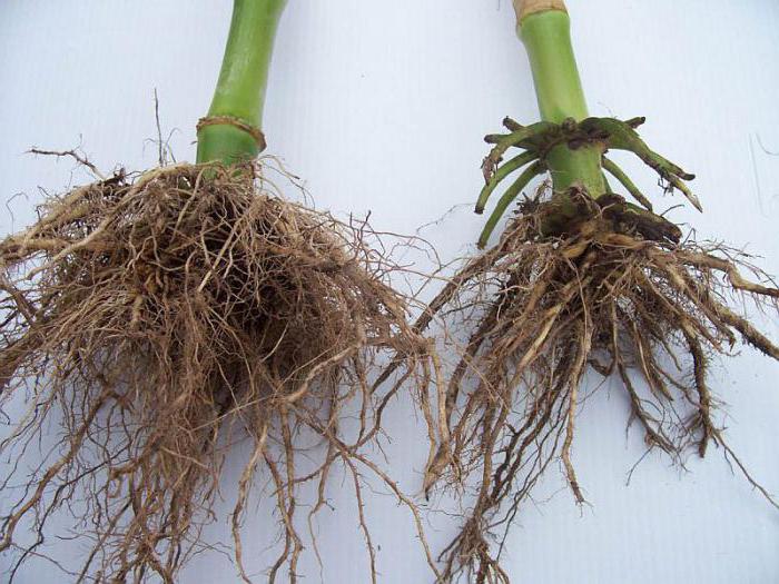 растенията имат влакнеста коренова система