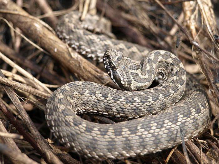 отровни змии в Русия