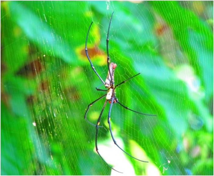 pająk w naturze