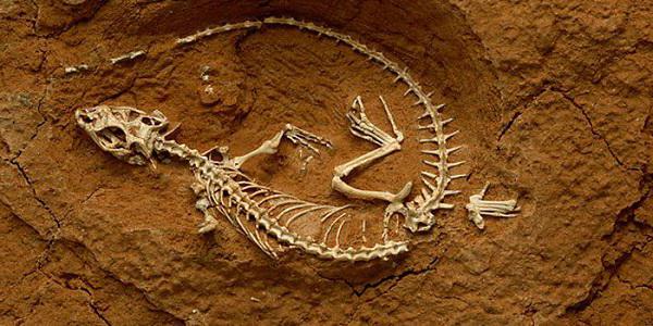 quale scienza sta studiando i fossili di organismi estinti