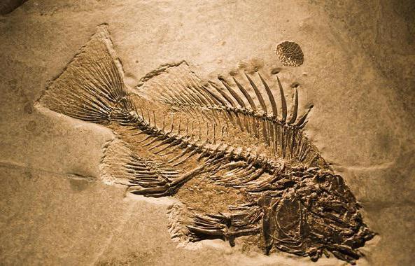 vědy studovat výtisky a fosilie vyhynulých organismů
