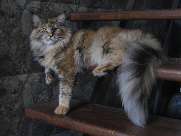 maine coon adulto