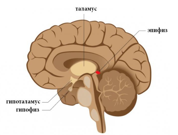 di cosa è responsabile la ghiandola pituitaria del cervello