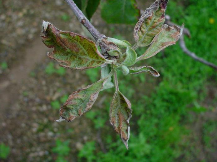 листна въшка върху ябълково дърво през юни