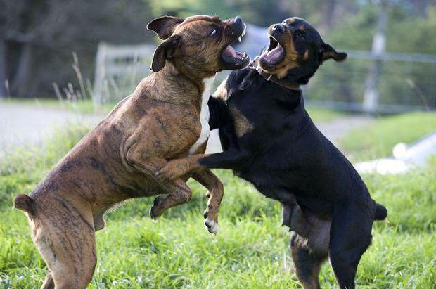 Шта треба да урадите ако нападнете пасји пас