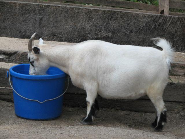 Što hraniti kozu nakon janjenja